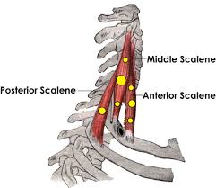 Scalene Posterior Muscle