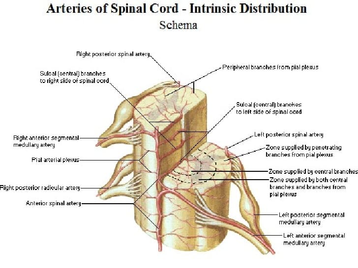 schema section of spinal cord