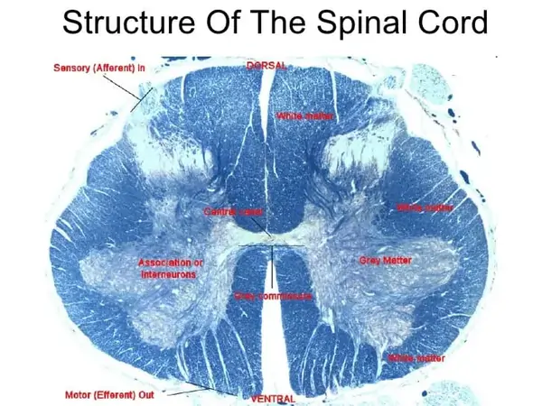 spinal cord