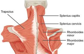 Splenius Capitis Muscle