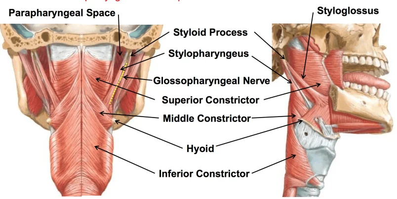 stylopharyngeus muscle