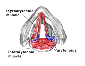 Thyroarytenoid muscle