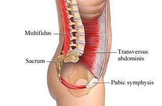 Transverse abdominal muscle :