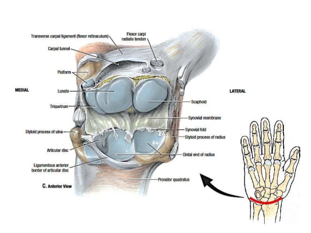 Wrist Joint: Anatomy, Function, Ligament, Movement