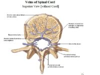 Spinal Cord - Anatomy, Structure, Function