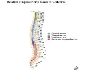 The spinal cord - Samarpan Physiotherapy Clinic Ahmedabad