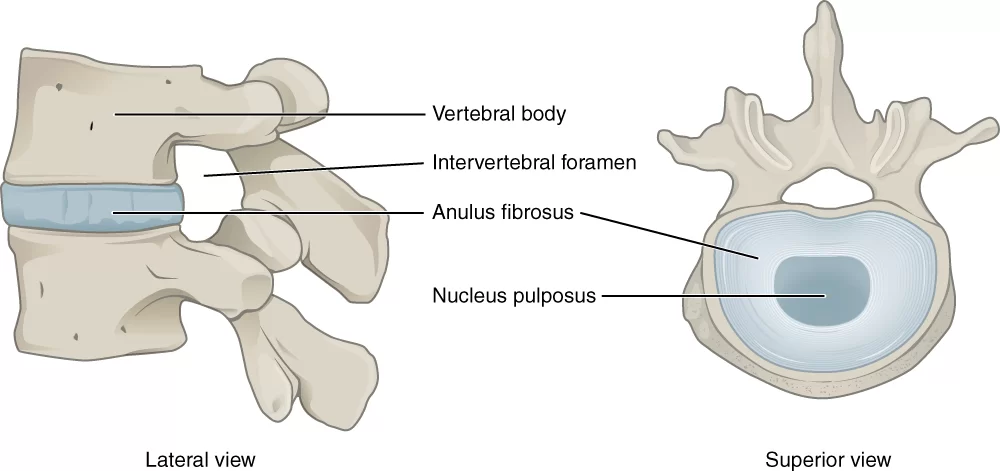 ANATOMY OF INTERVERTEBRAL DISC