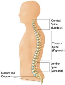 Anatomy of Kyphosis Spine