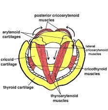 Cricoarytenoid Posterior Muscles