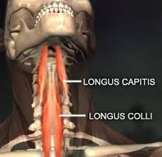 Longus Colli Muscle