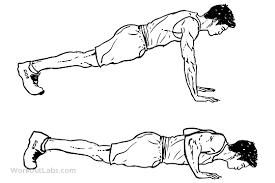 Pectoralis major muscle details : origin, insertion and exercises.