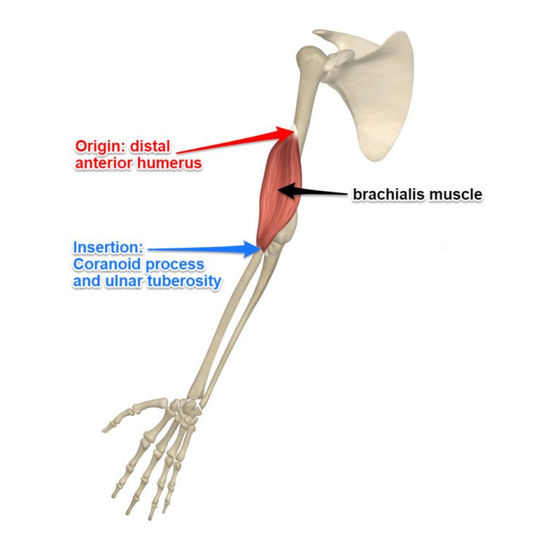 Brachialis Muscle Details Origin Insertion And Exercises