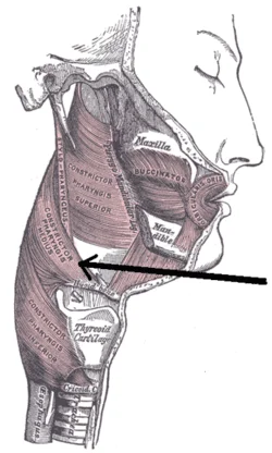 Middle Pharyngeal Muscle