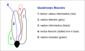 Tensor vastus intermedius muscle : 5th quadriceps muscle