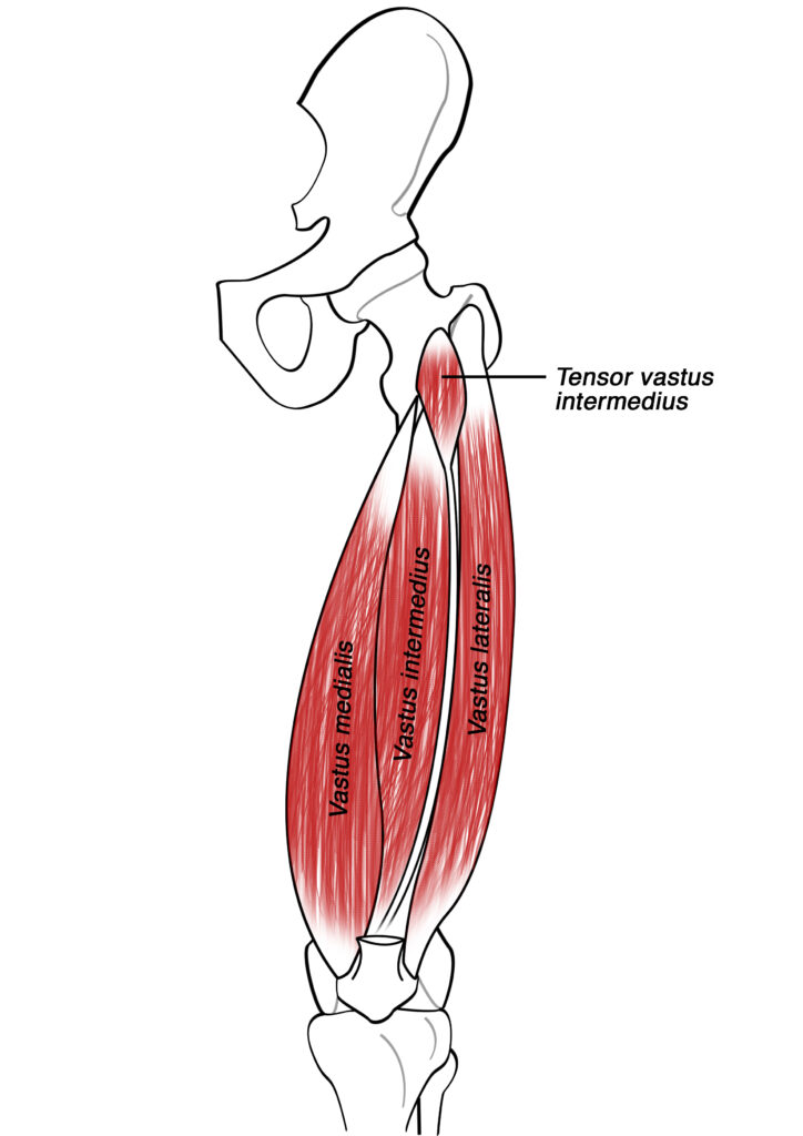 Tensor vastus intermedius muscle