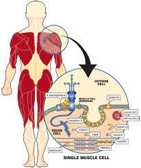 Limb-girdle muscular dystrophy