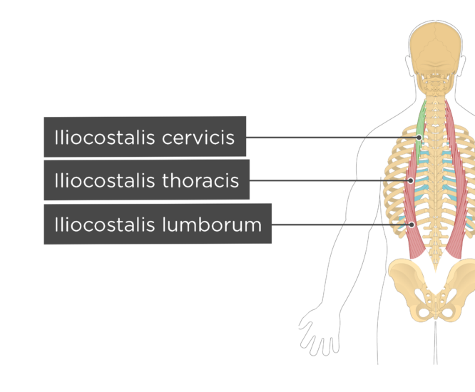 Iliocostalis cervicis Iliocostalis thoracic Iliocostalis lumborum