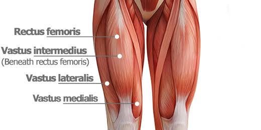 Quadriceps Muscles: Rectus femoris, Vastus Lateralis, Vastus Medialis, Vastus intermedius