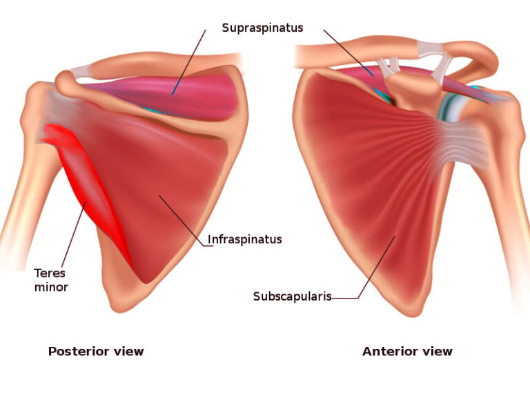 Rotator Cuff Muscles: Supraspinatus, Infraspinatus, Teres minor, Subscapularis