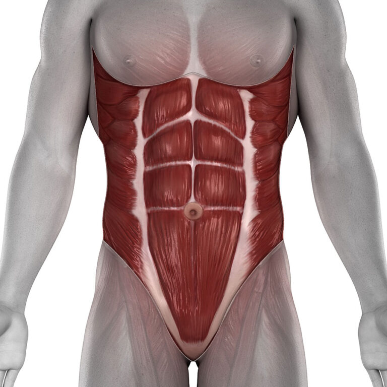 Abdominal    muscles: Anatomy, Function, Exercise