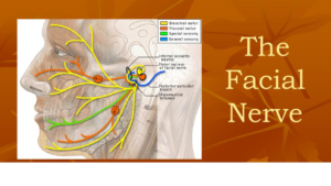 The Facial Nerve: Anatomical Course, Functions, And Clinical Importance