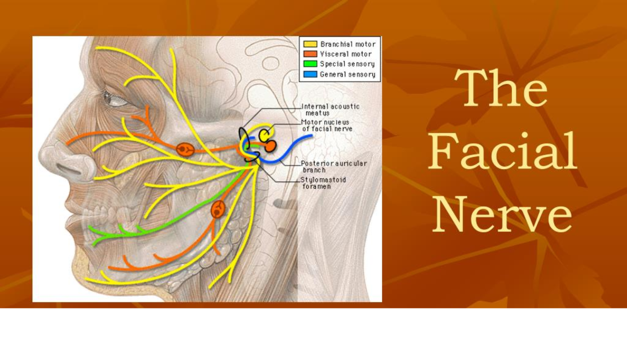 Facial nerve anatomy