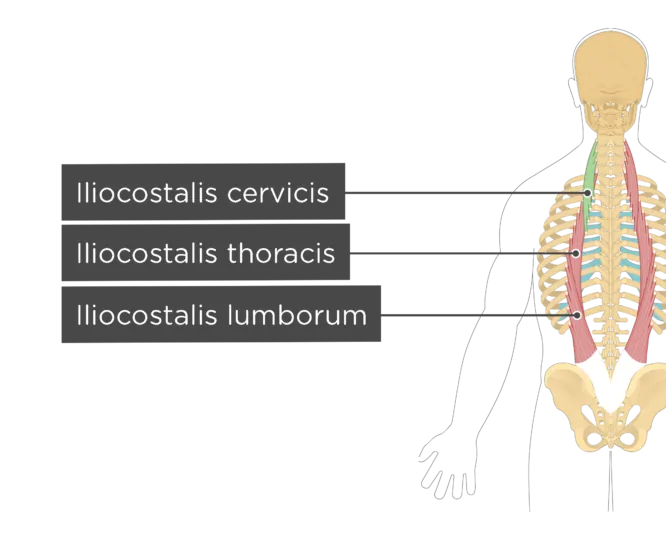 Iliocostalis