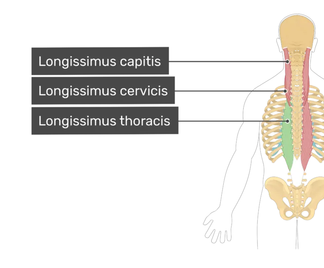Longissimus Capitis Longissimus Cervicis Longissimus Thoracis