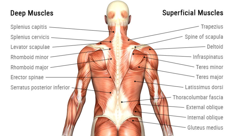 Muscles Of Back: Anatomy, Origin, Insertion, Function