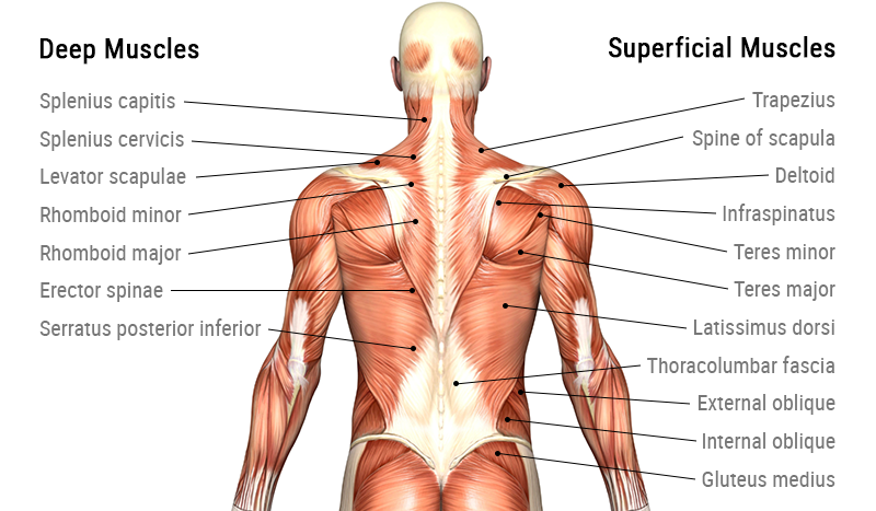 muscles of back anatomy