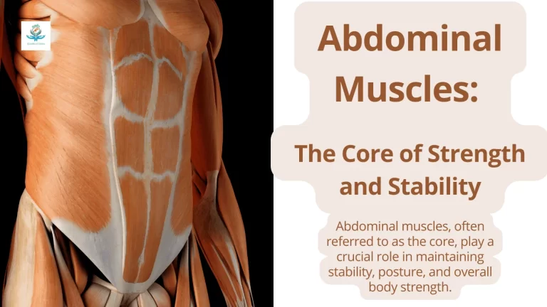 Abdominal Muscles