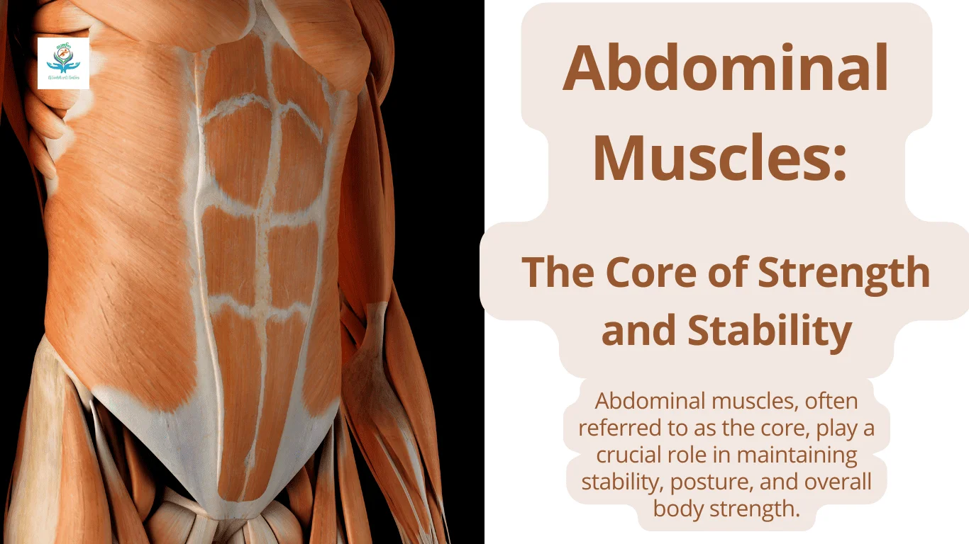 Abdominal Muscles