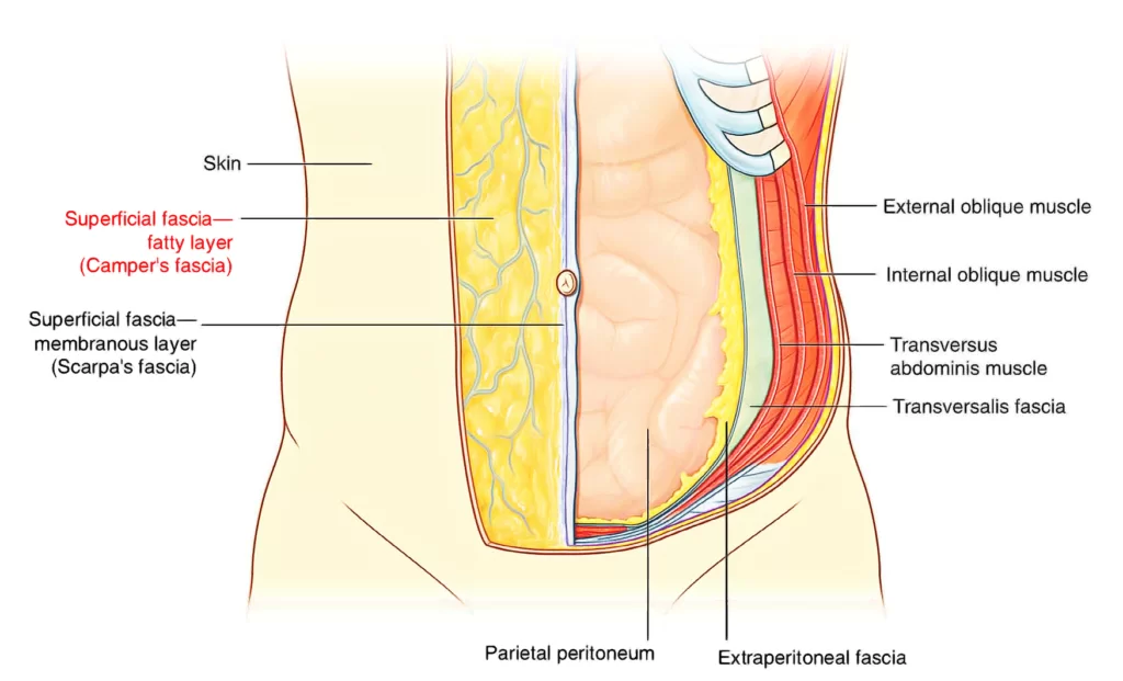 Abdominal Wall Anatomy Muscles Function Importaance