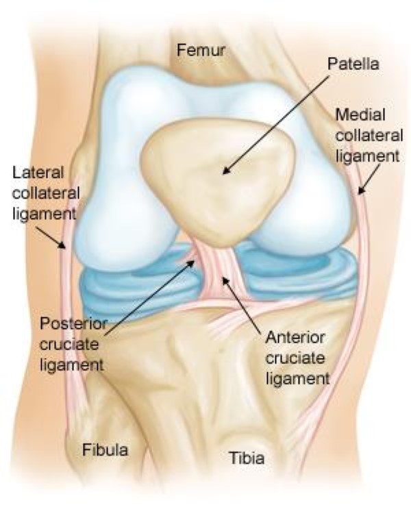 Where is an Anterior Cruciate Ligament is located?