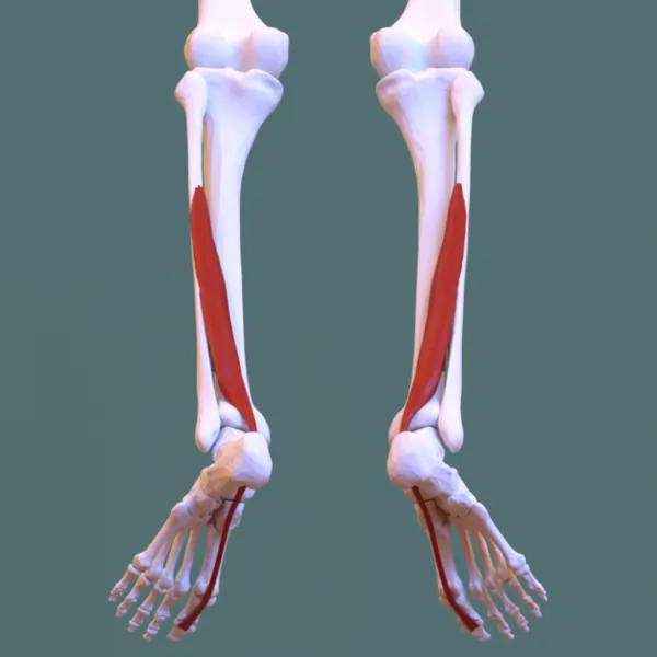 Flexor hallucis longus