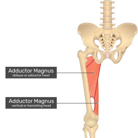 The hamstring part of the adductor Magnus