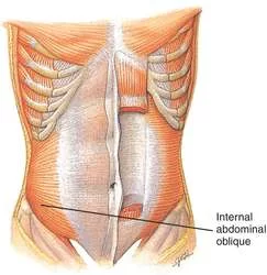 Internal oblique muscle: Origin, Insertion, Function, Exercise
