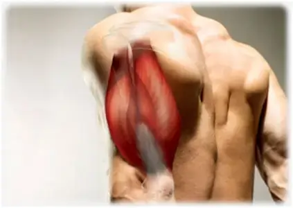 Muscles Of Back Of Upper Arm