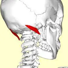 Obliquus capitis superior muscle