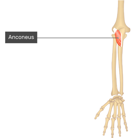 Anconeus Muscle