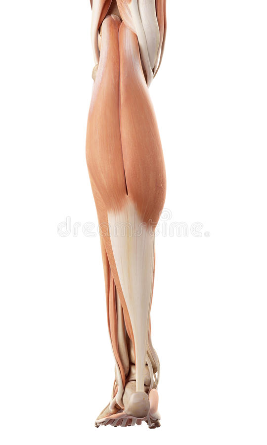 Back of lower leg muscles