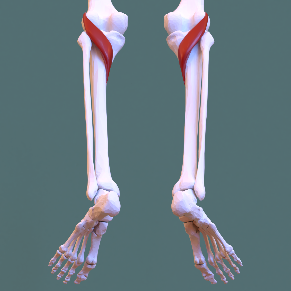 Muscles Of Back Of Leg Origin Insertion Function Mobile Physio 9219