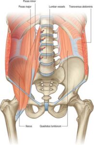 Abdominal Wall: Anatomy, Muscles, Function, Importaance