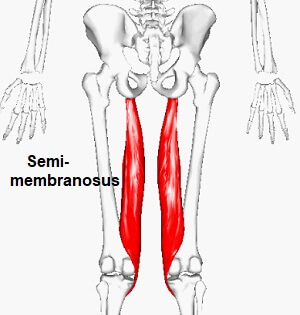 Semimembranosus muscle