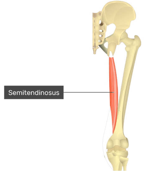 Semitendinosus muscle