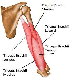 The Triceps brachii Muscle