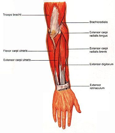 Back of forearm muscle