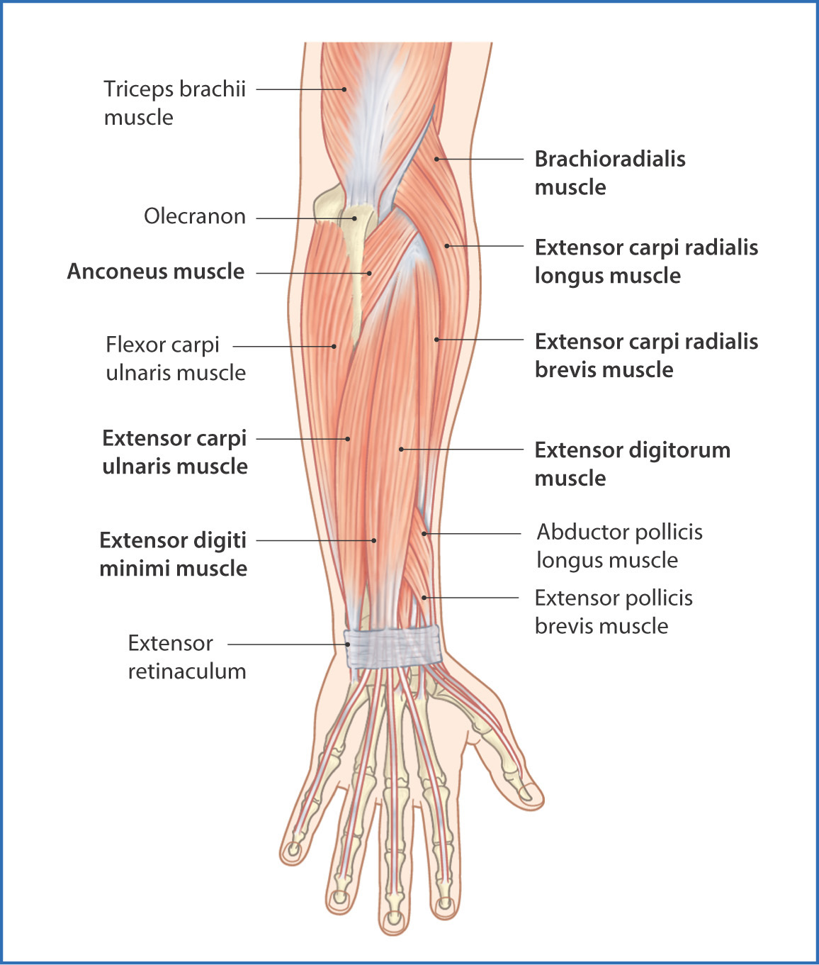 Back Of The Forearm Muscles List, Anatomy, Exercise | Mobile Physio.