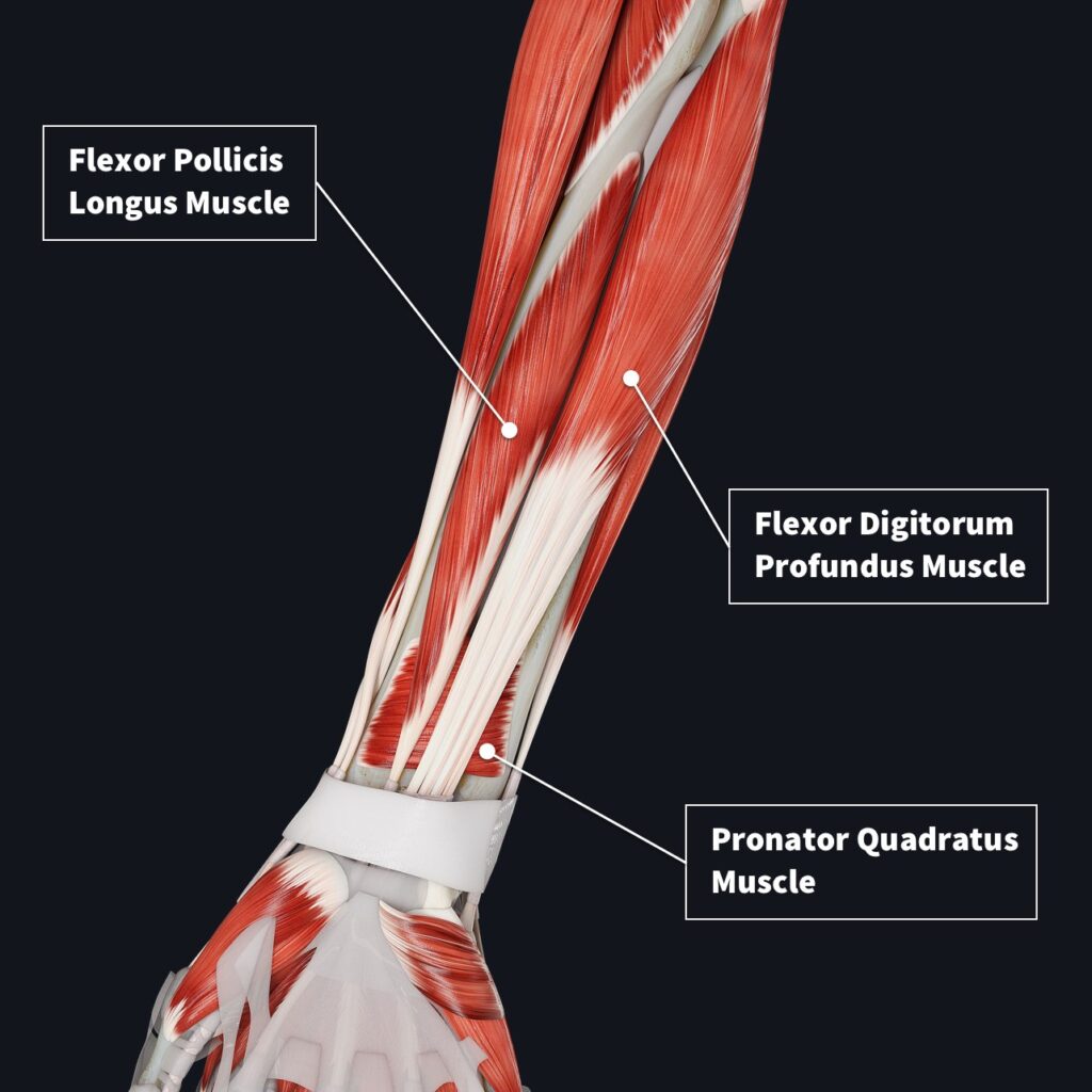 Deep muscles of the front of the forearm