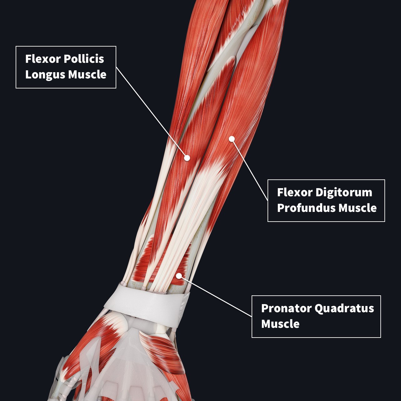 Front of the forearm muscles - Origin, Insertion, Function, Exercise ...